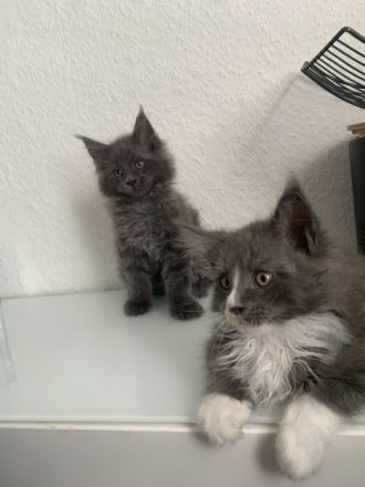 Wir suchen dringend ein neues Zuhause XXL Maine Coon
