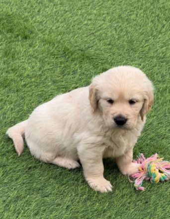 Wunderschöne Golden-Retriever-Welpen