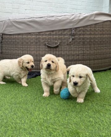 Wunderschöne Golden-Retriever-Welpen