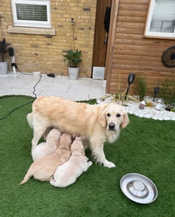 Wunderschöne Golden-Retriever-Welpen