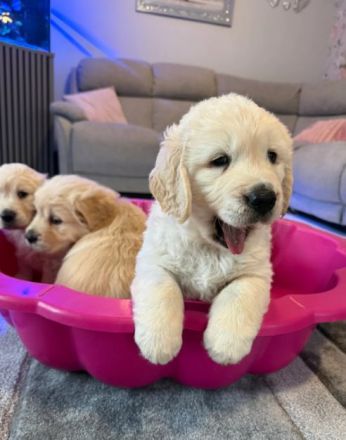 Wunderschöne Golden-Retriever-Welpen