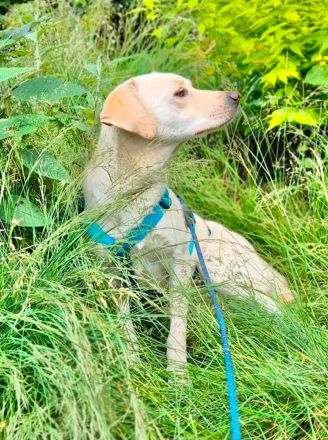 Malibu auf Pflegestelle in 45888 Gelsenkirchen sucht ihr FĂĽr-immer-Zuhause