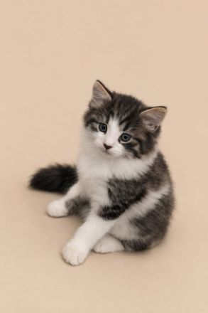 Maine Coon x Brittisch Langhaar