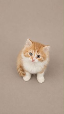 Maine Coon x Brittisch Langhaar