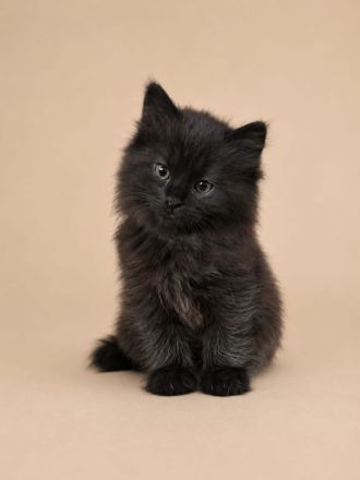 Maine Coon x Brittisch Langhaar