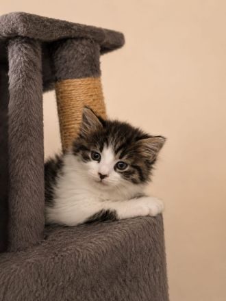 Maine Coon x Brittisch Langhaar
