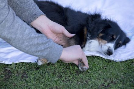 Tierphysiotherapie Leif Atkins - Mobile Physiotherapie für Hunde und Pferde