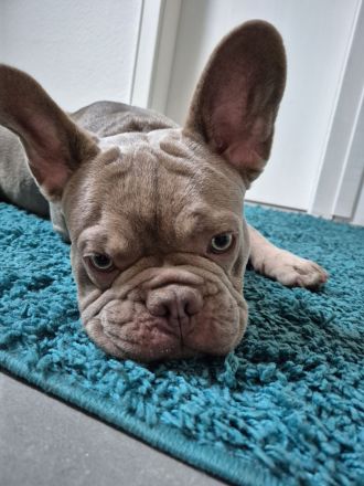 Französische Bulldogge Welpe
