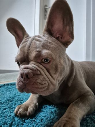 Französische Bulldogge Welpe