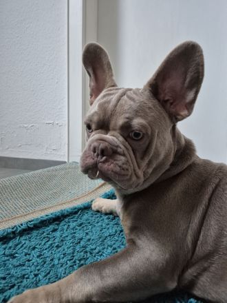 Französische Bulldogge Welpe