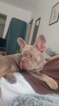 Französische Bulldogge Welpe