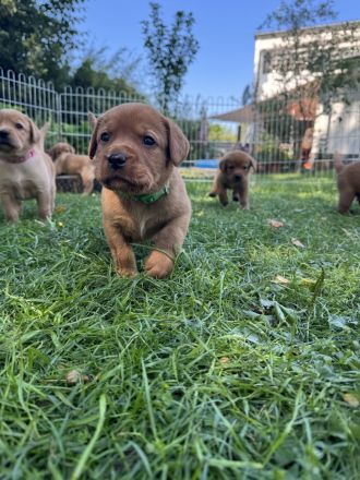 Labrador Foxred Welpen mit Papieren - liebevolle Familienaufzucht