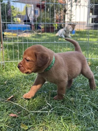 Labrador Foxred Welpen mit Papieren - liebevolle Familienaufzucht