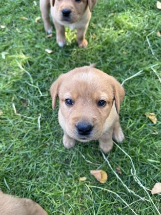 Labrador Foxred Welpen mit Papieren - liebevolle Familienaufzucht