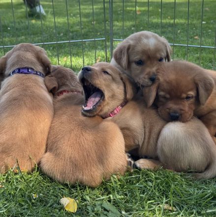 Labrador Foxred Welpen mit Papieren - liebevolle Familienaufzucht