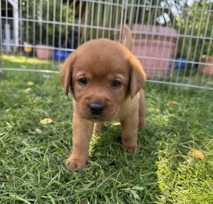 Labrador Foxred Welpen mit Papieren - liebevolle Familienaufzucht