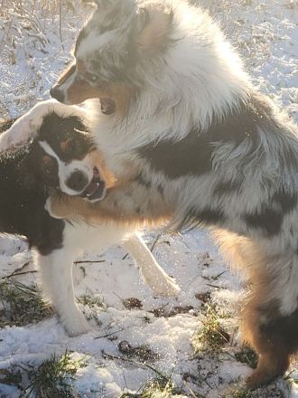 ASCA Australian Shephard Deckrüde Birdgardens Gizmo