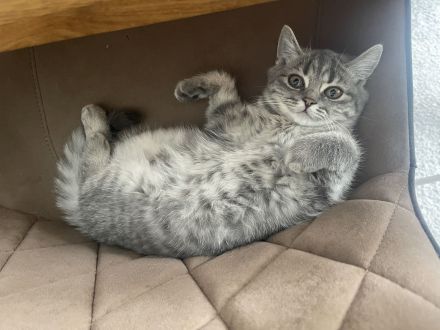 Bkh Katze kitten Kater britisch kurzhaar grau Blue getigert kuschelkatzen