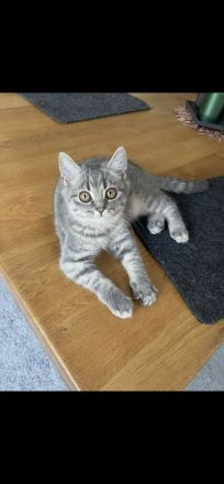 Bkh Katze kitten Kater britisch kurzhaar grau Blue getigert kuschelkatzen