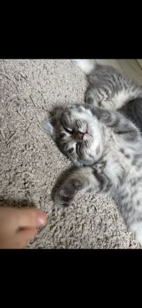 Bkh Katze kitten Kater britisch kurzhaar grau Blue getigert kuschelkatzen
