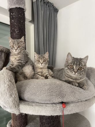 Bkh Katze kitten Kater britisch kurzhaar grau Blue getigert kuschelkatzen