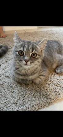 Bkh Katze kitten Kater britisch kurzhaar grau Blue getigert kuschelkatzen