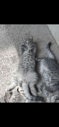 Bkh Katze kitten Kater britisch kurzhaar grau Blue getigert kuschelkatzen