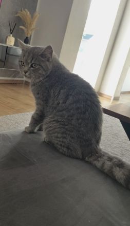 Bkh Kater Katze kitten britisch kurzhaar männlich grau weiß