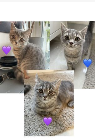 Bkh Katze kitten Kater britisch kurzhaar grau Blue getigert kuschelkatzen