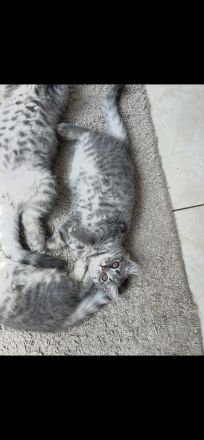 Bkh Katze kitten Kater britisch kurzhaar grau Blue getigert kuschelkatzen