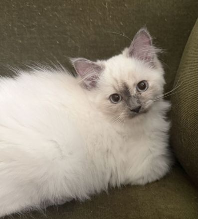 Reinrassige Ragdoll Kitten suchen liebevolles Zuhause