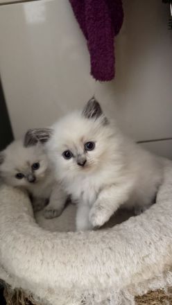 Zuckersüße Reinrassige Ragdoll Kitten suchen