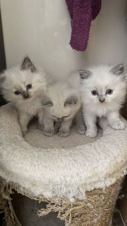 Zuckersüße Reinrassige Ragdoll Kitten suchen