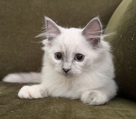 Reinrassige Ragdoll Kitten suchen liebevolles Zuhause
