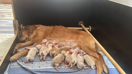 Golden Retriever Welpen