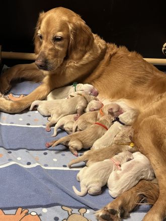 Golden Retriever Welpen