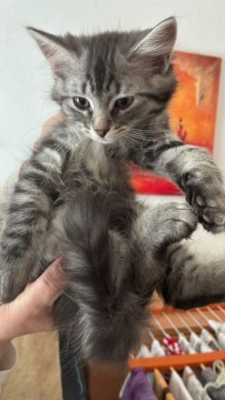 zwei 14 wochen alte kater suchen ein liebevolles zuhause💕