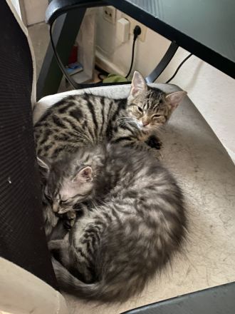 zwei 14 wochen alte kater suchen ein liebevolles zuhause💕