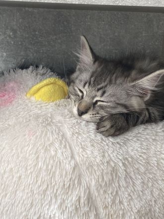 zwei 14 wochen alte kater suchen ein liebevolles zuhause💕