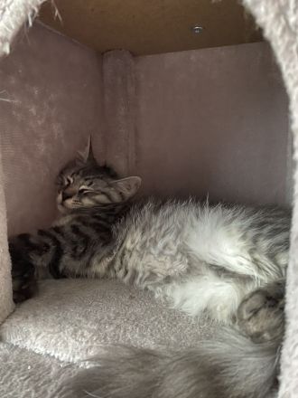 zwei 14 wochen alte kater suchen ein liebevolles zuhause💕