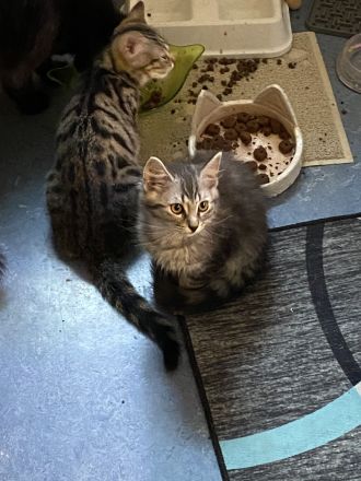 zwei 14 wochen alte kater suchen ein liebevolles zuhause💕