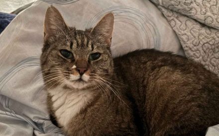 Schmusekatze Jade wünscht sich ein Zuhause voller Kuscheleinheiten