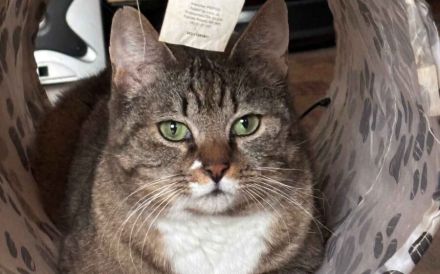 Schmusekatze Jade wünscht sich ein Zuhause voller Kuscheleinheiten