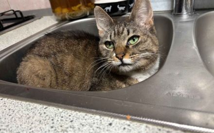 Schmusekatze Jade wünscht sich ein Zuhause voller Kuscheleinheiten
