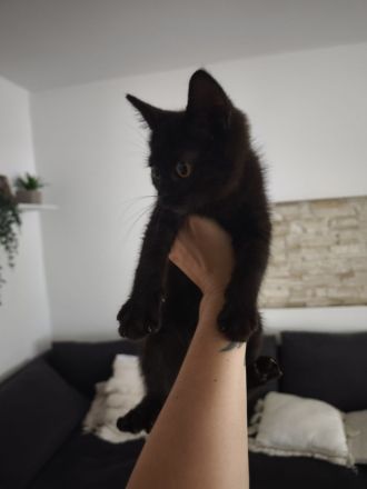 BKH Kitten 12 Wochen