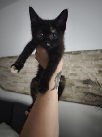 BKH Kitten 12 Wochen