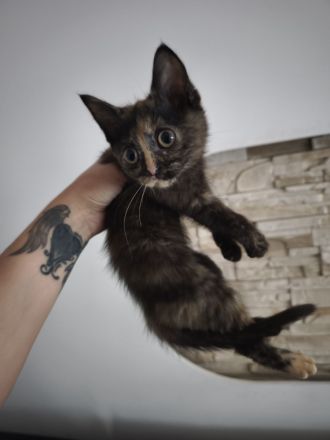 BKH Kitten 12 Wochen