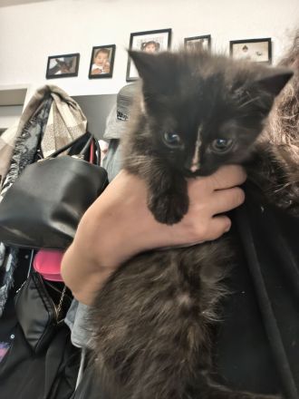 BKH Kitten 12 Wochen