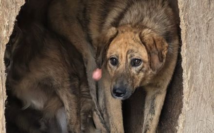 Unsichere Missy sucht liebevolle Schutzzone
