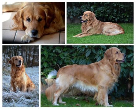 Wurfankündigung - Golden Retriever Welpen mit Ahnentafel aus liebevoller Familienzucht